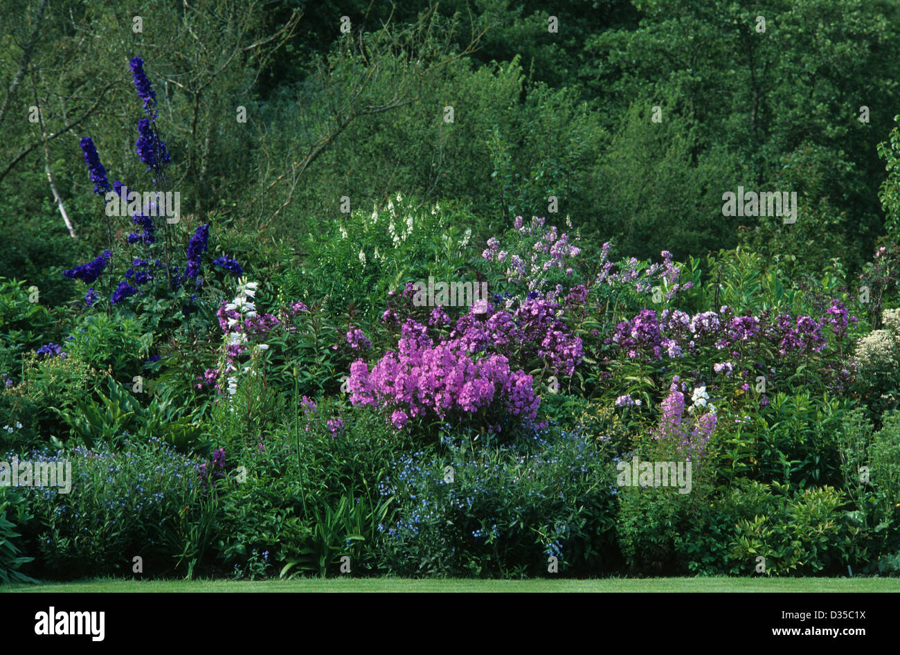 A beautiful garden border with herbaceous flowers Stock Photo - Alamy