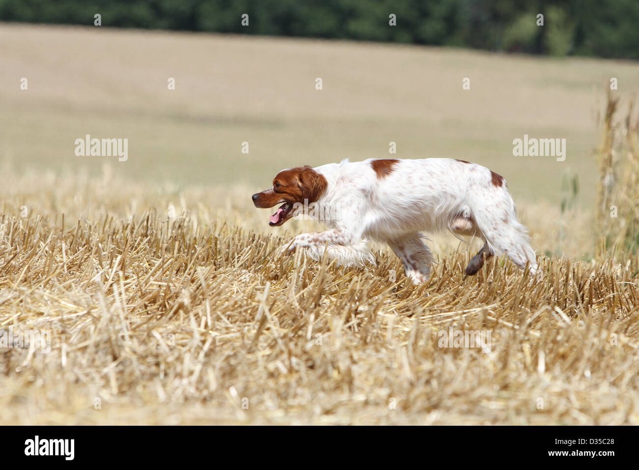 Dog Brittany Spaniel / Epagneul breton  adult (orange and white) running in a field Stock Photo