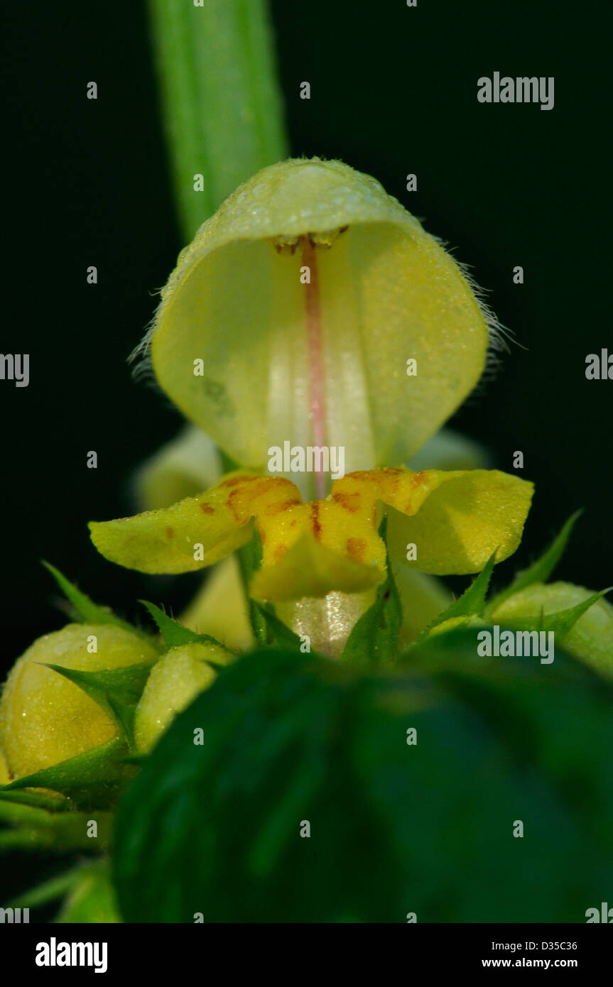 A view of a yellow archangel flower Stock Photo Alamy