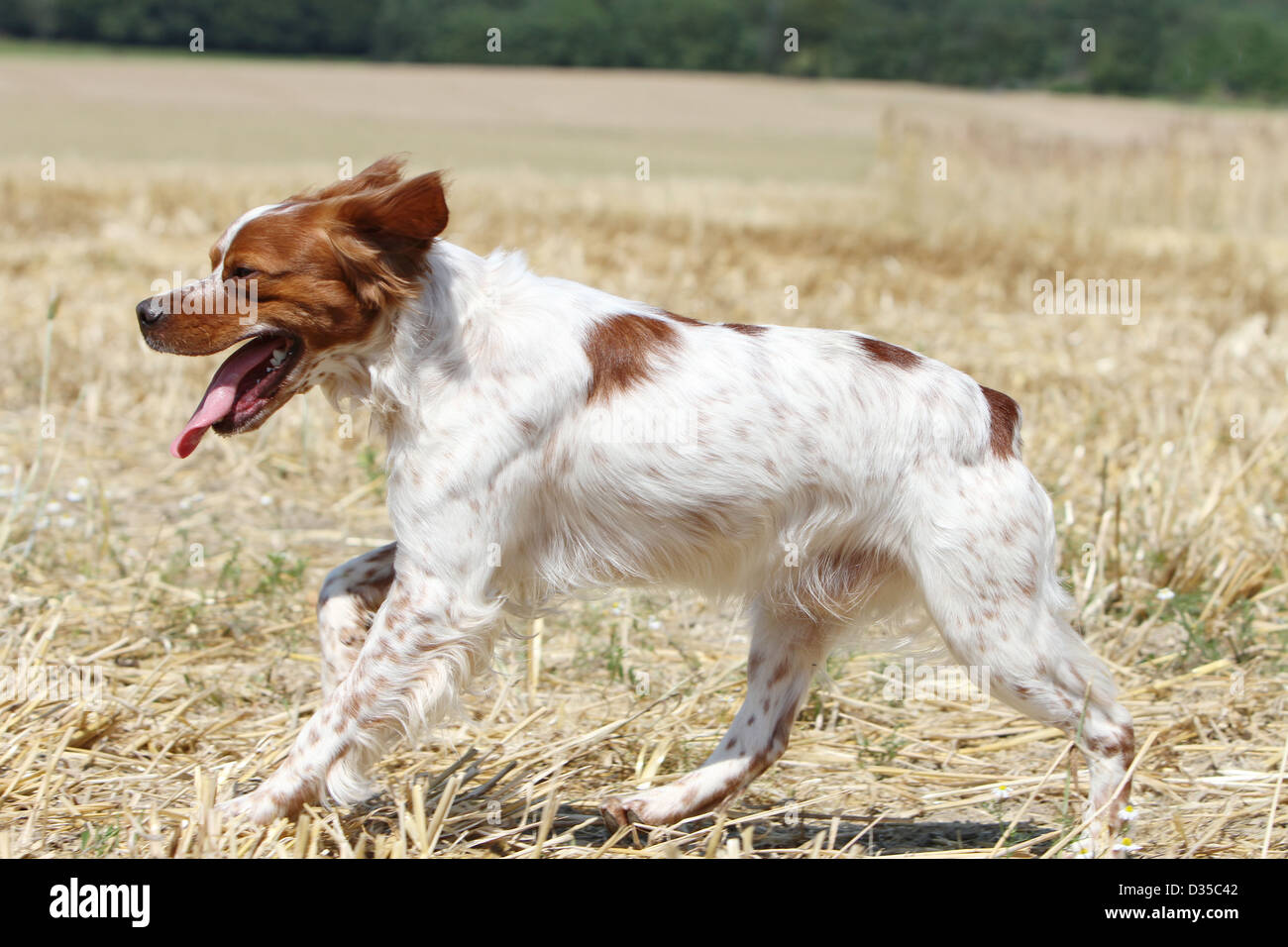 Epagneul breton hi-res stock photography and images - Alamy