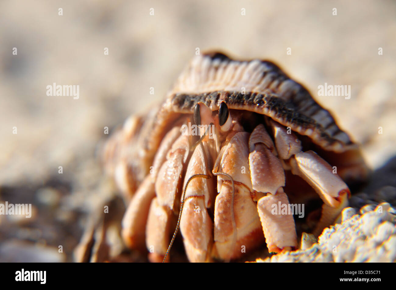 Hermit crab on beach, Baja California, Mexico. Stock Photo