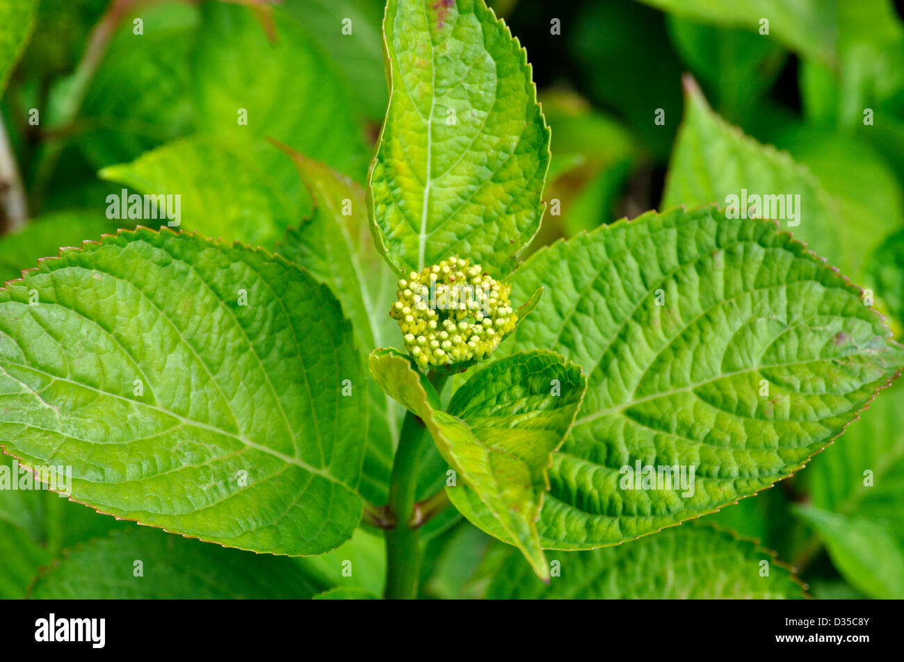 Closeup of flower buds on a Hydrangea macrophylla Stock Photo Alamy