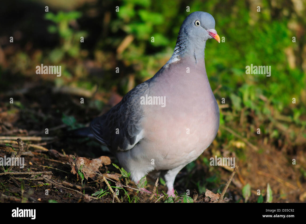 A woodpigeon on the ground Stock Photo