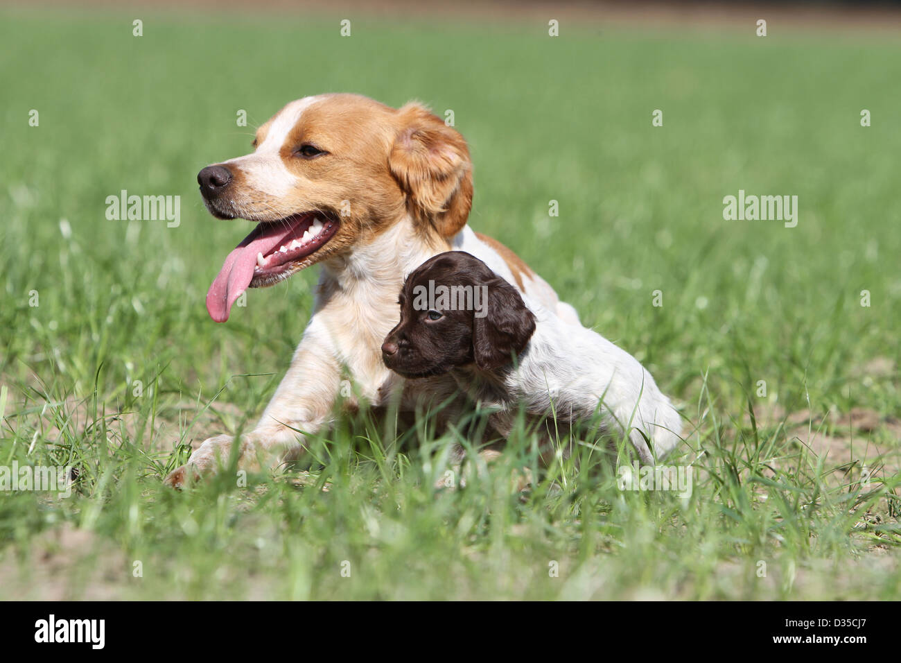 Dog Brittany Spaniel Epagneul Breton Two Puppies Different Colors Stock Photo Alamy