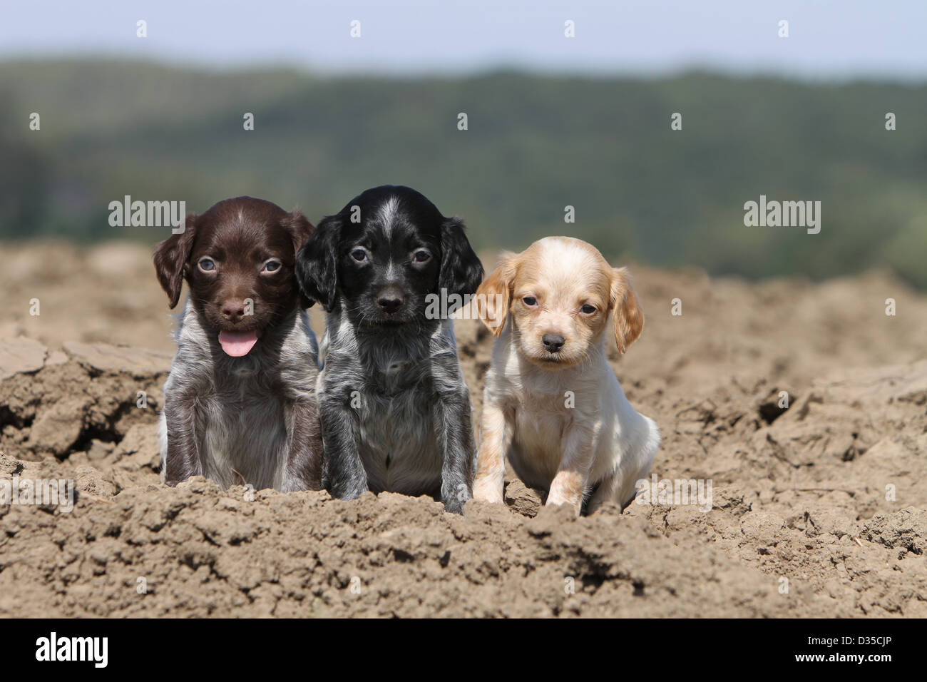 Dog Brittany Spaniel / Epagneul breton puppy Stock Photo - Alamy