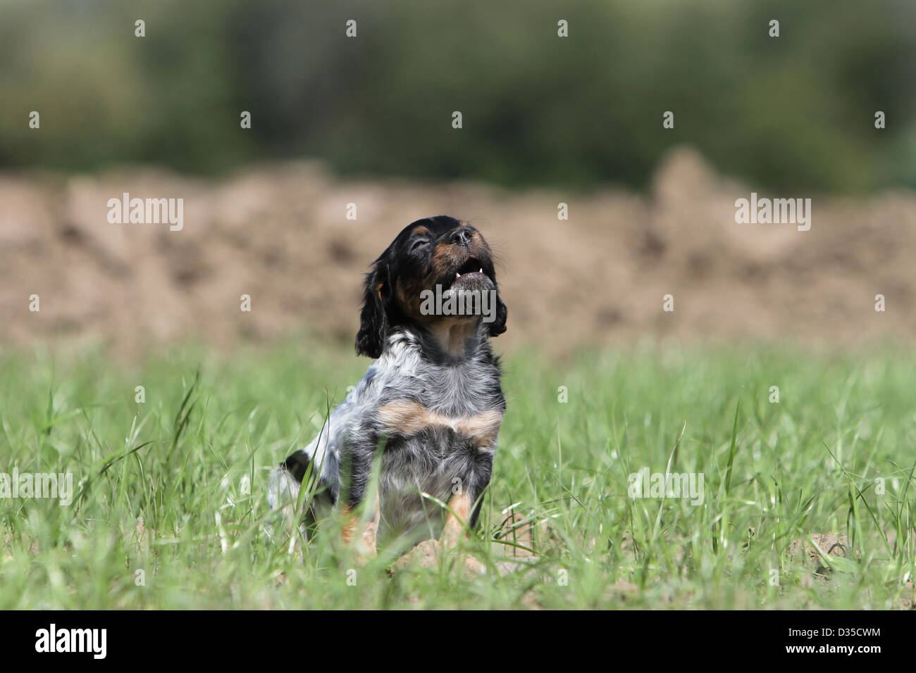 Black hound howling hi-res stock photography and images - Alamy