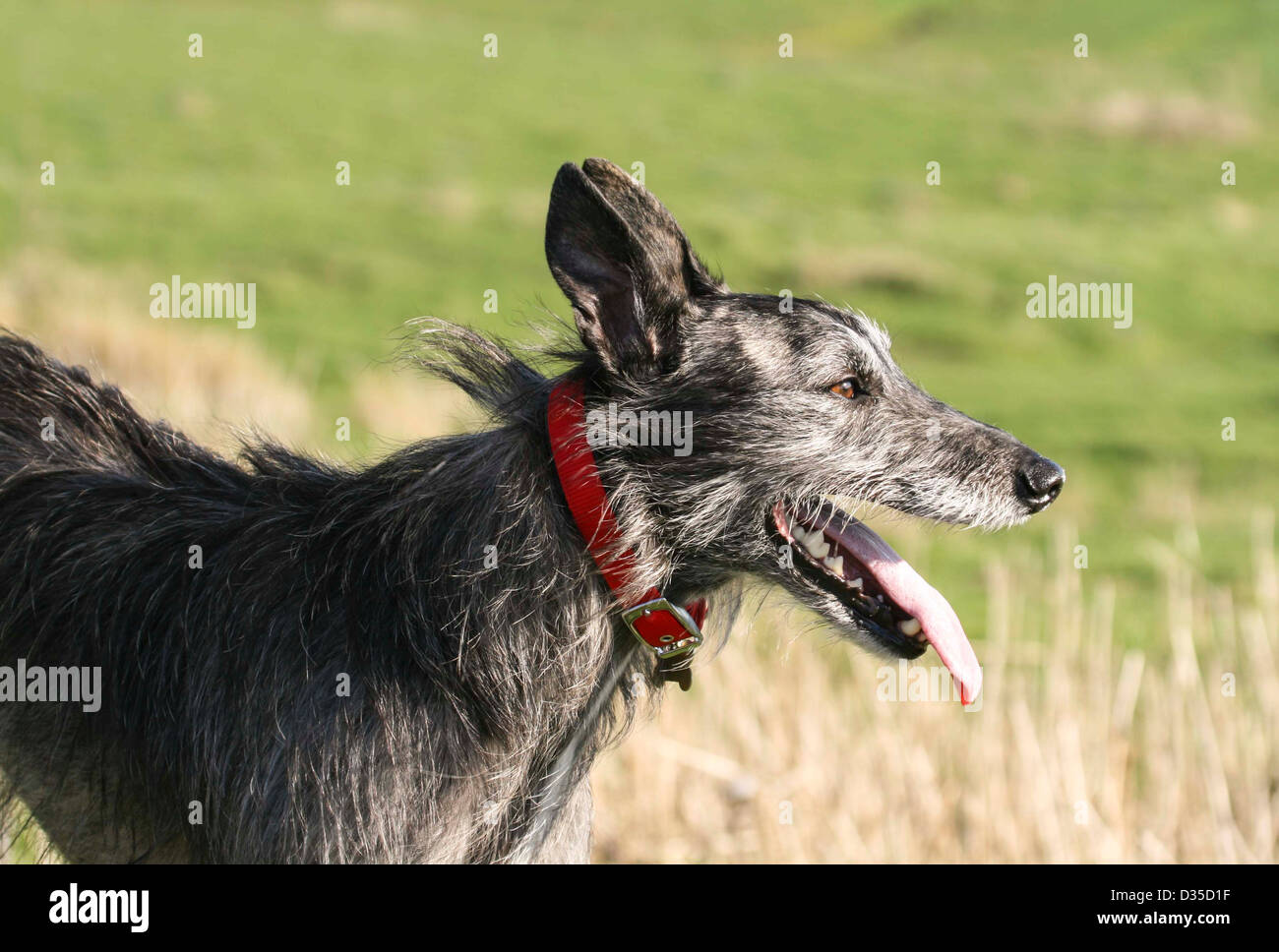 Grey lurcher hires stock photography and images Alamy