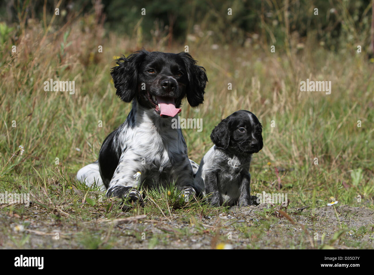 Dog Brittany Spaniel Epagneul Breton Adult And Puppy In A Meadow Stock Photo Alamy
