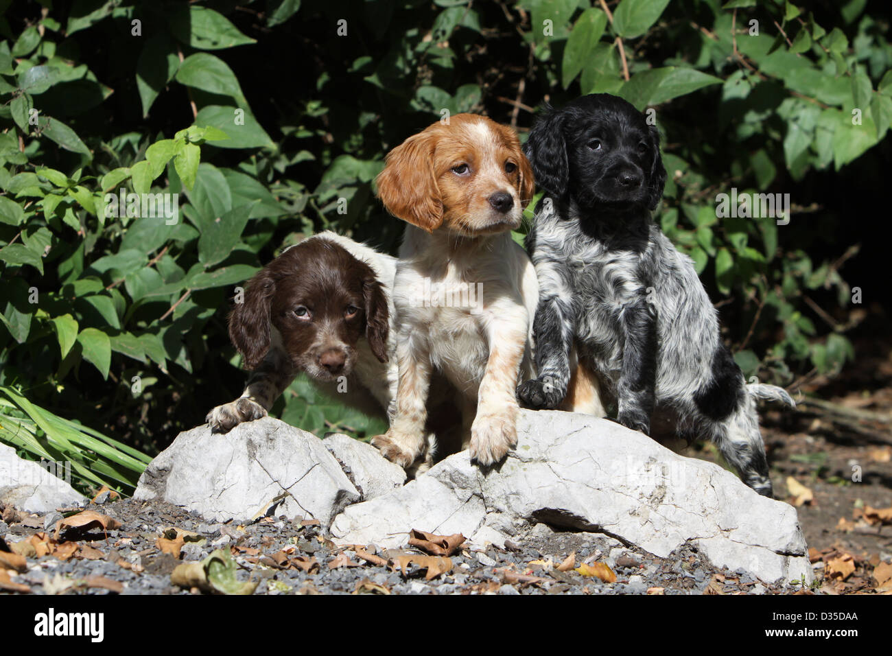 brittany spaniel tricolor puppy