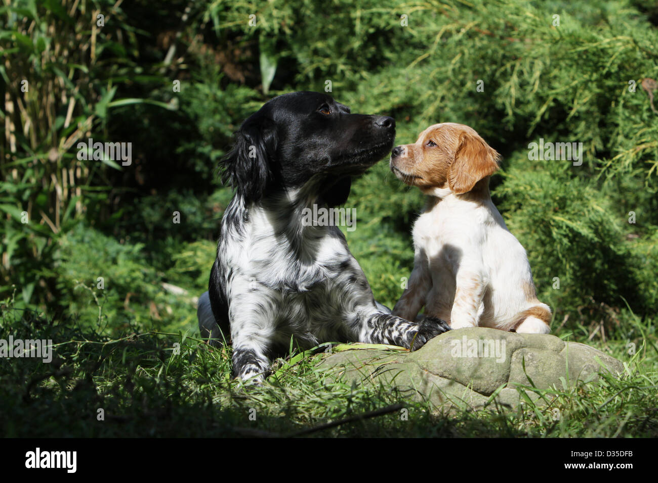 Dog Brittany Spaniel / Epagneul breton puppy Stock Photo - Alamy