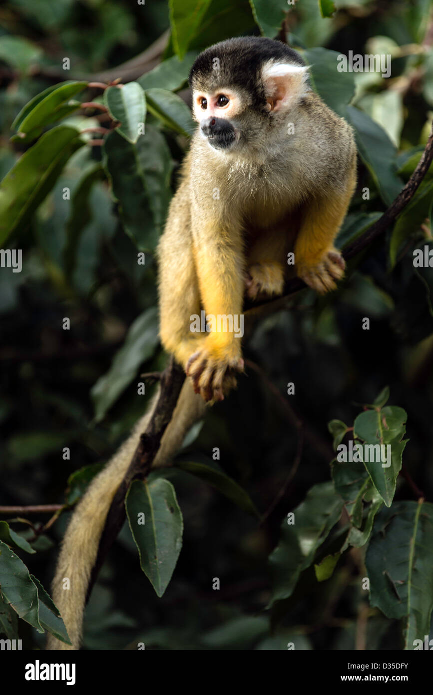 Squirrel monkey ZLS London Zoo London England Great Britain UK Stock Photo Alamy