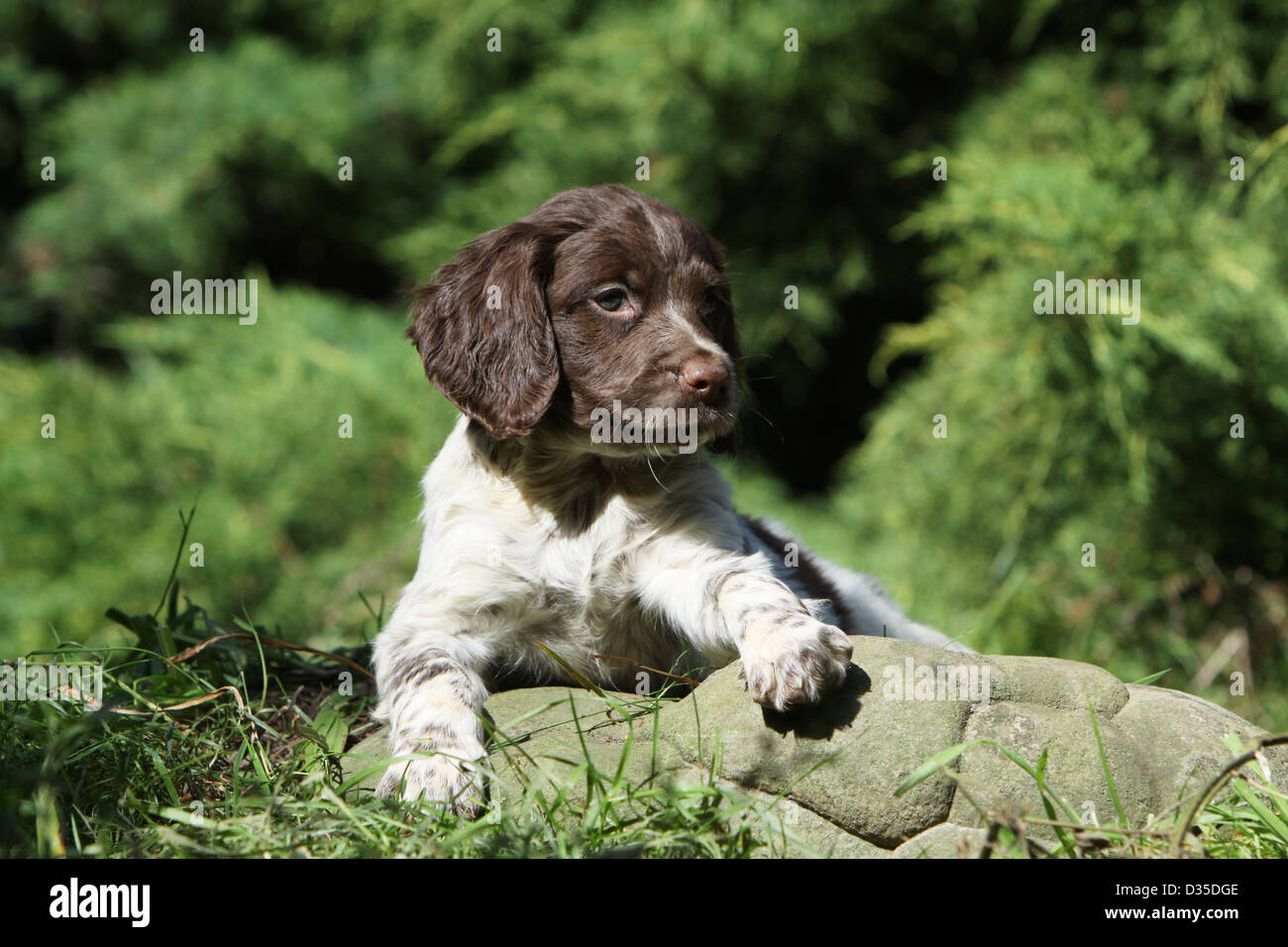 breton puppy