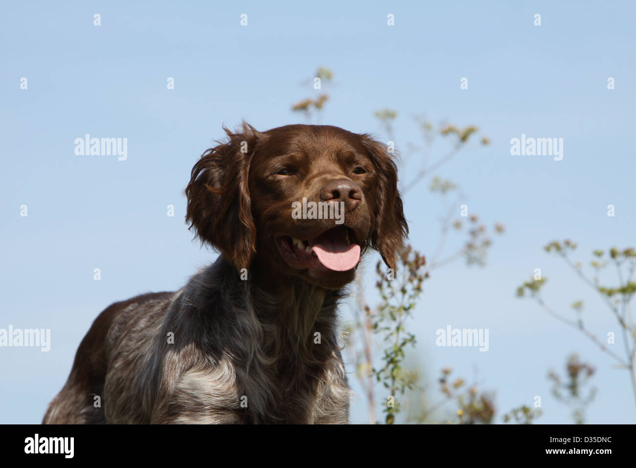 Dog Brittany Spaniel / Epagneul breton  adult (liver roan) portrait Stock Photo