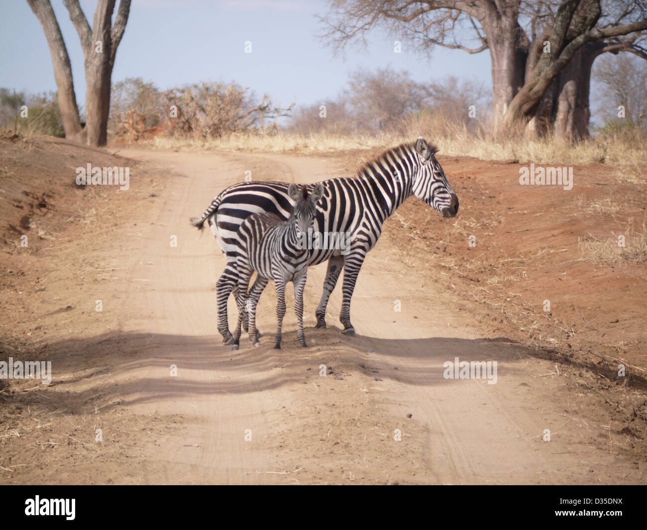 zebra fawn crossing black and white road mom baby foal stripes africa national park safari bush road tanzania tarangire Stock Photo