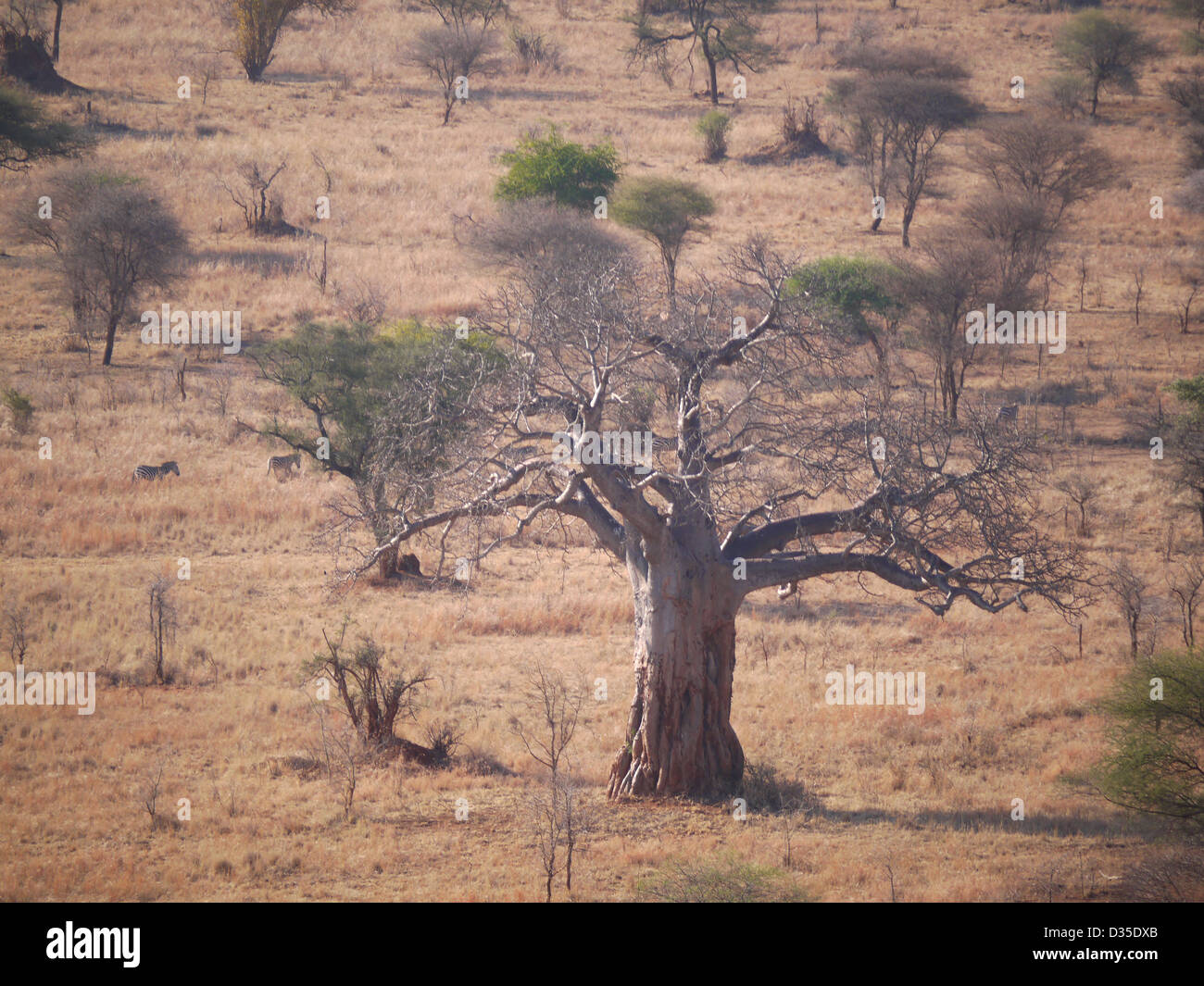 Boabab trees majestic tanzania africa standing tall brown tree bush dry animals large big Adansonia digitata Stock Photo
