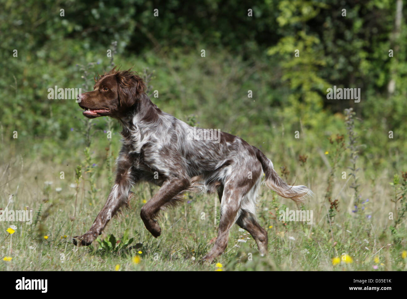 brittany dog running