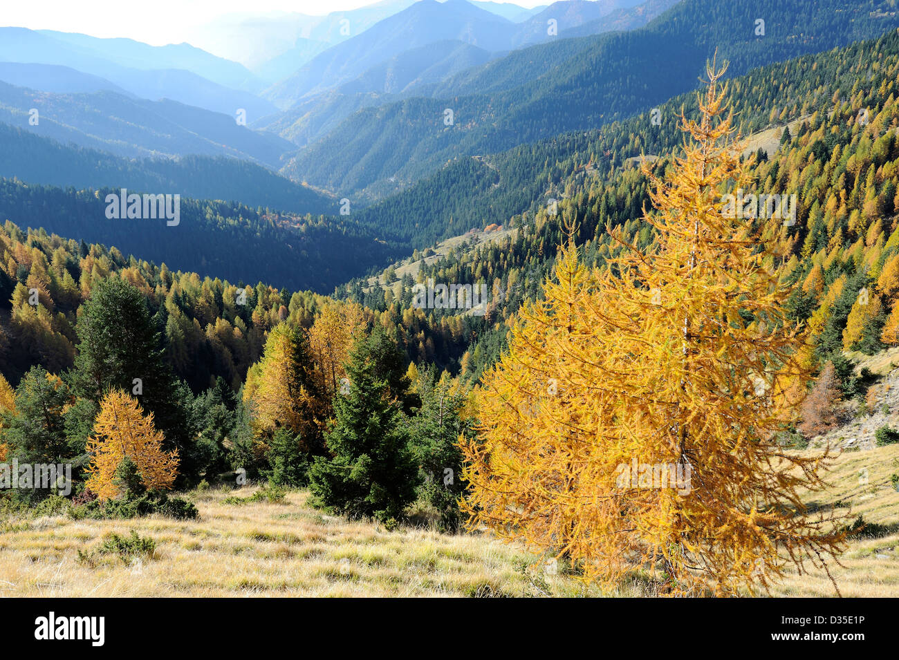 National Park of Mercantour during autumn period, pine trees changing colour in the mountains, Alpes Maritimes, France Stock Photo