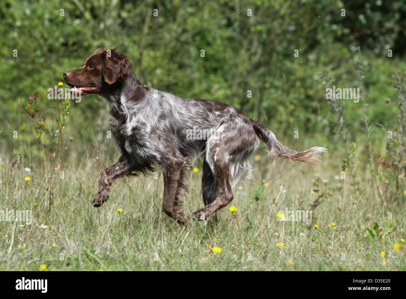 roan brittany spaniel