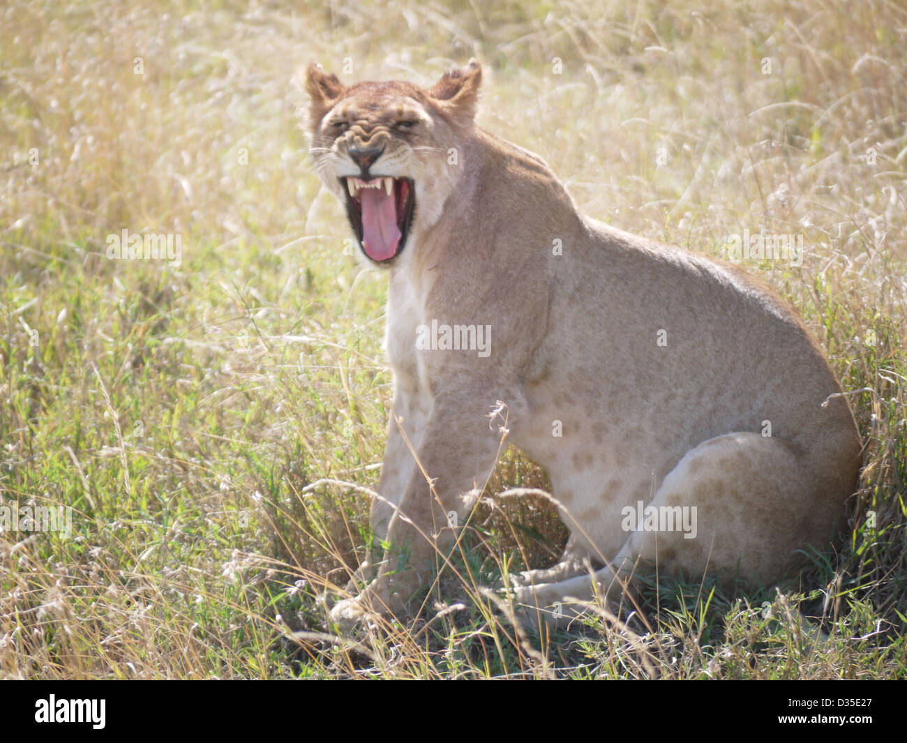 lioness lion Serengeti Africa Tanzania national park smile snarl teeth yawn moody  safari animal hunt sitting angry wild brown Stock Photo
