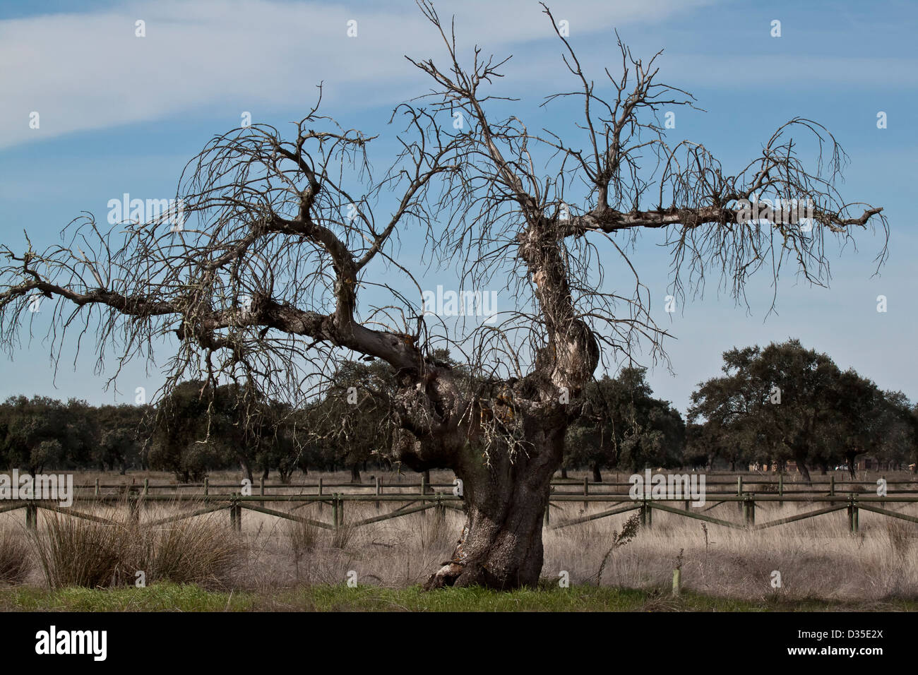 Ancient oak tree . Stock Photo