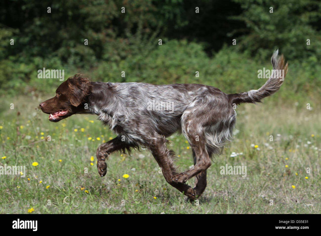 Dog Brittany Spaniel / Epagneul breton  adult (liver roan) running in a meadow Stock Photo