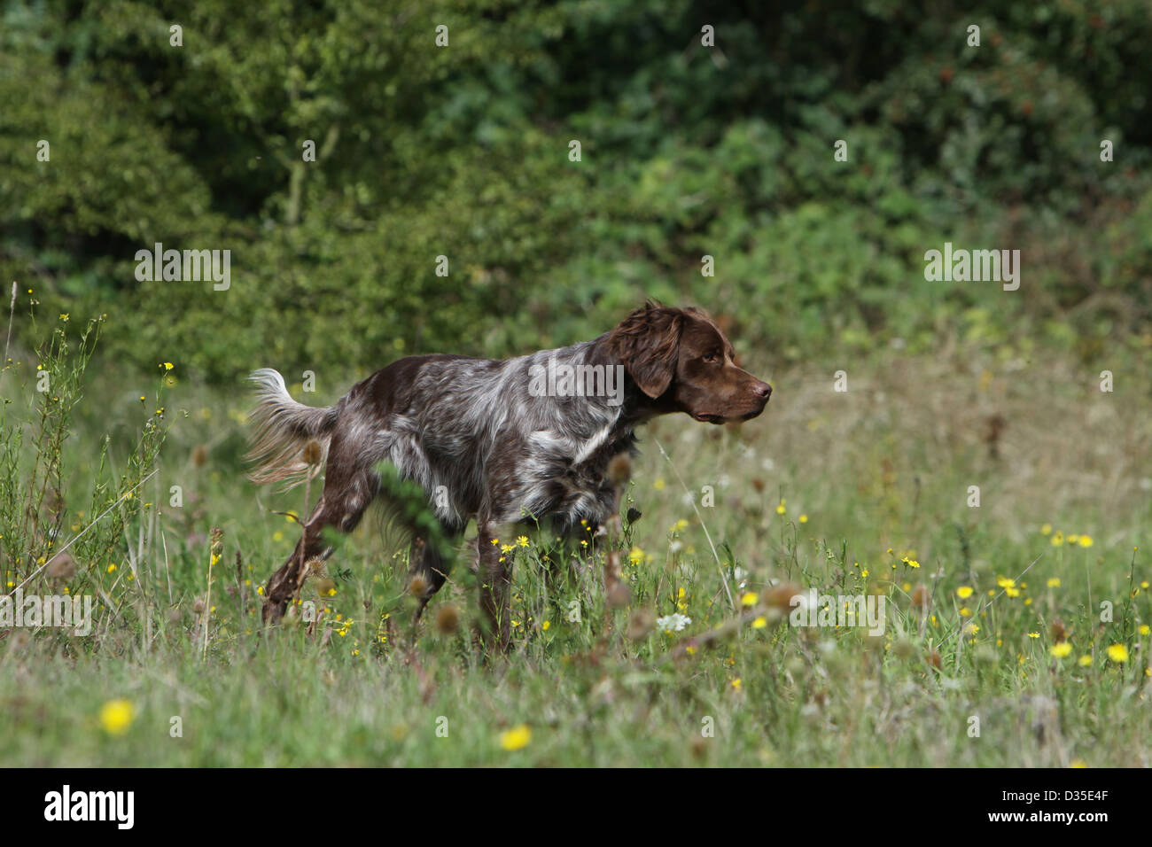 Dog Brittany Spaniel / Epagneul breton  adult (liver roan) standing in a meadow Stock Photo
