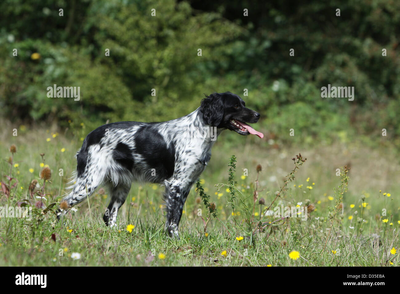 Dog Brittany Spaniel / Epagneul breton adult (black and white) standing in  a meadow Stock Photo - Alamy