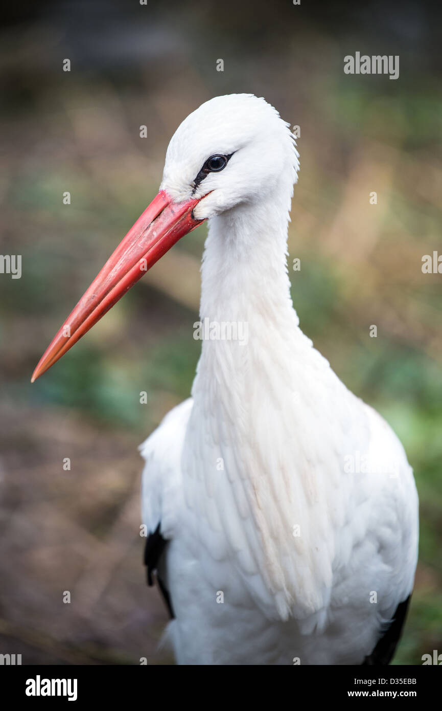 white stork close up facing left out of the shot Stock Photo