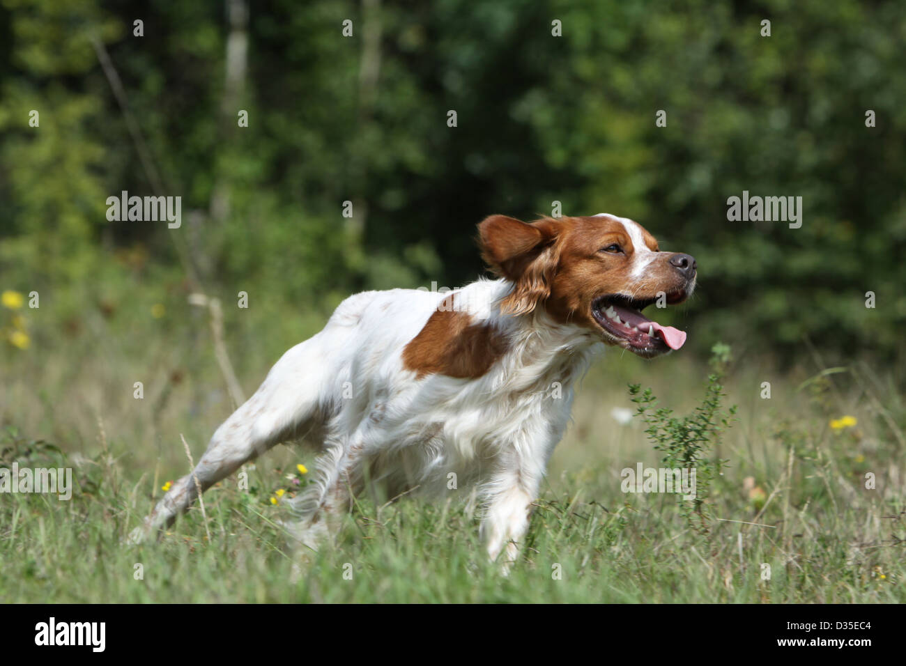 brittany dog running