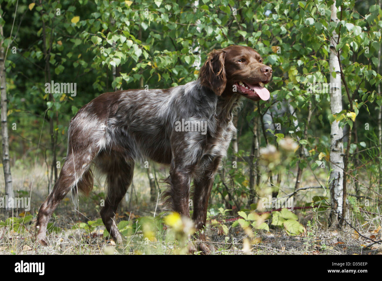 roan brittany spaniel