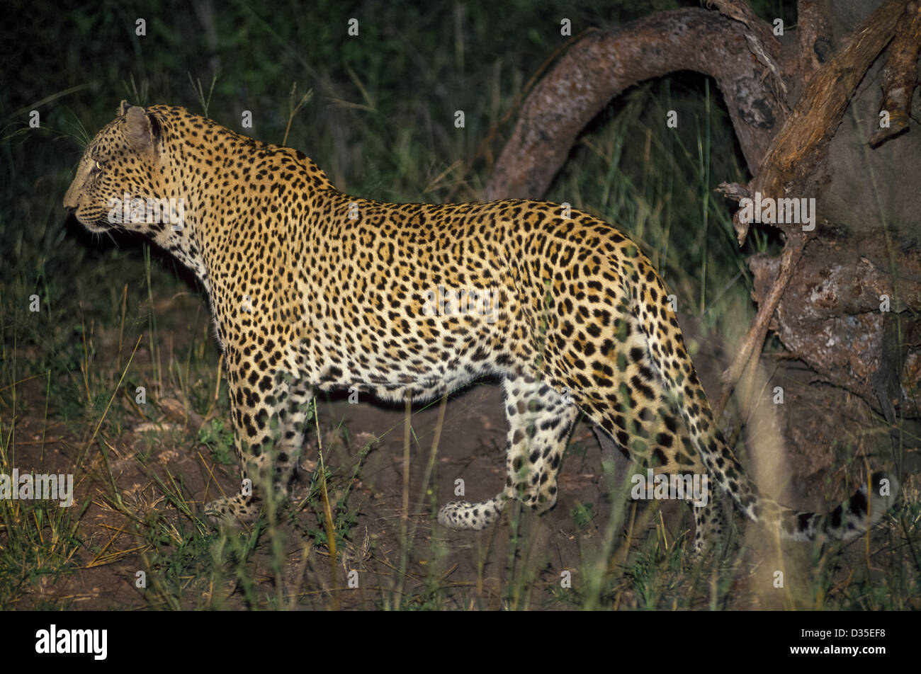 A prowling leopard is captured by a camera's flash during a nighttime wildlife safari in MalaMala, the largest private game reserve in South Africa. Stock Photo