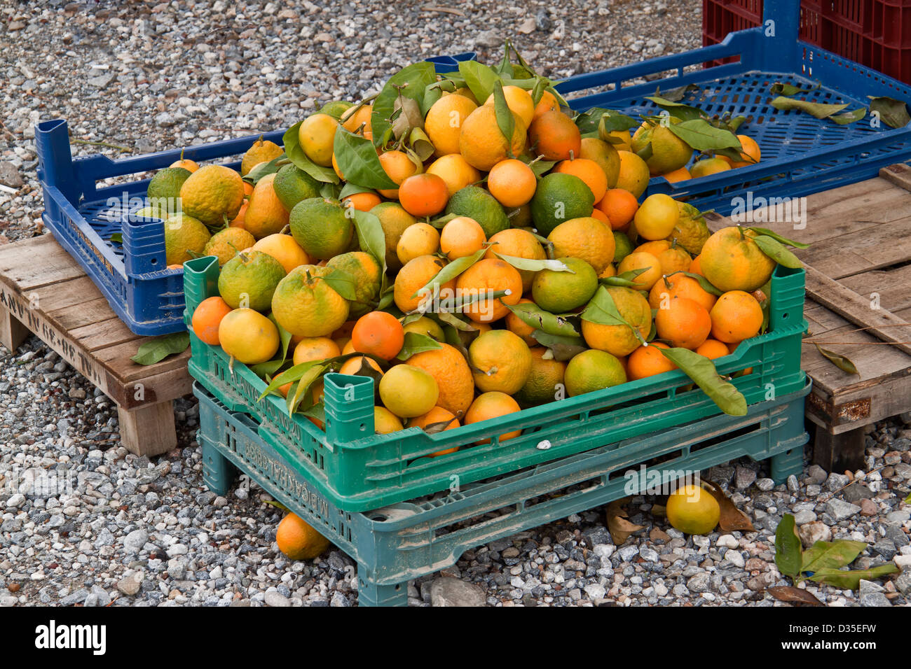 Tangerine. Stock Photo