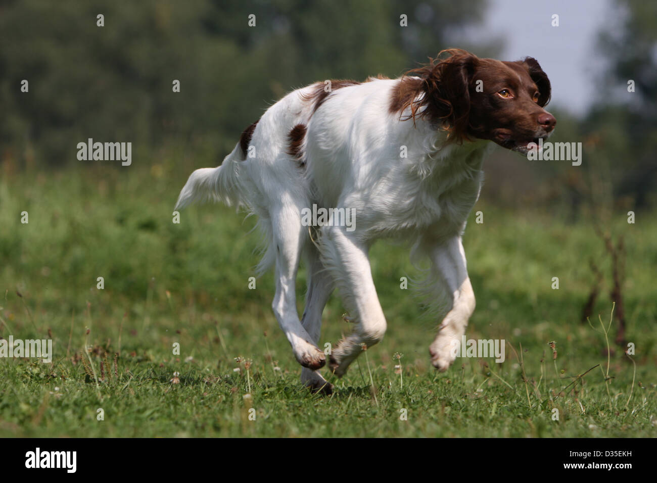 dog-brittany-spaniel-epagneul-breton-adult-liver-and-white-running