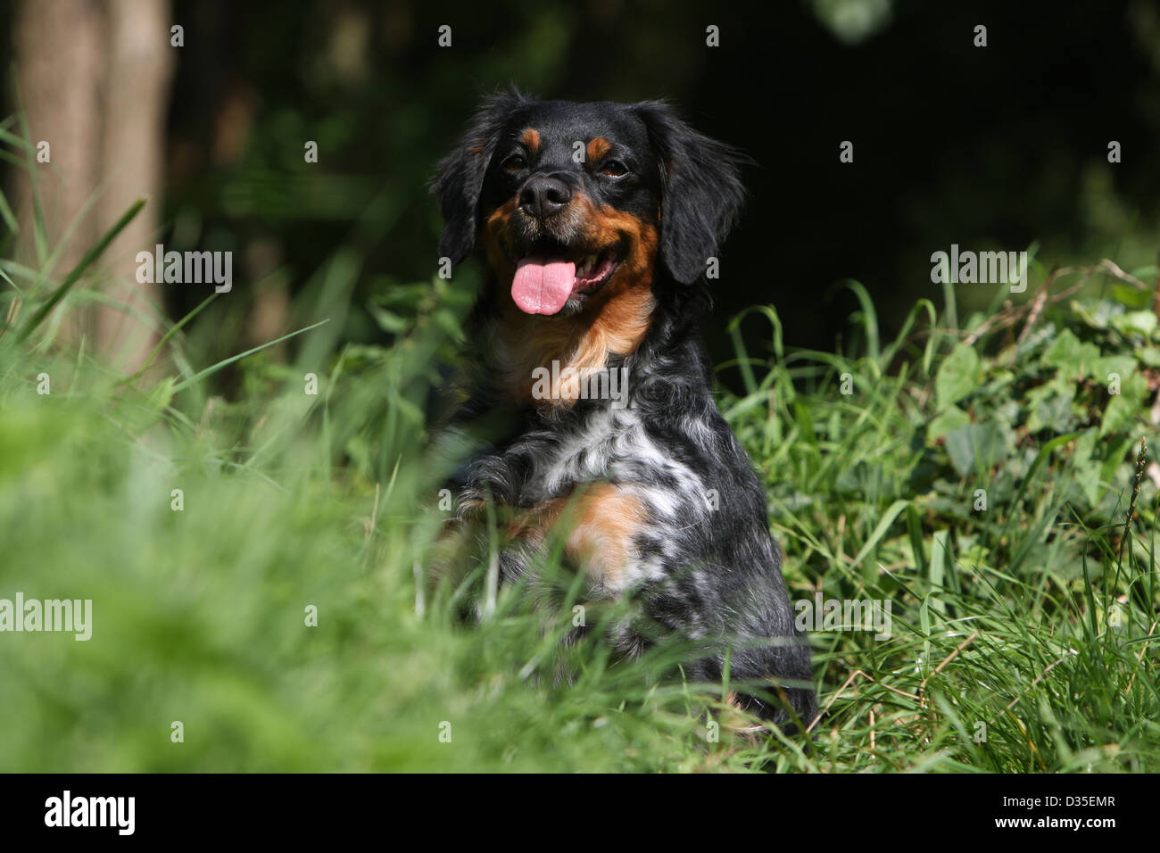 Dog Brittany Spaniel / Epagneul breton adult (tricolor black) sitting in a  meadow Stock Photo - Alamy