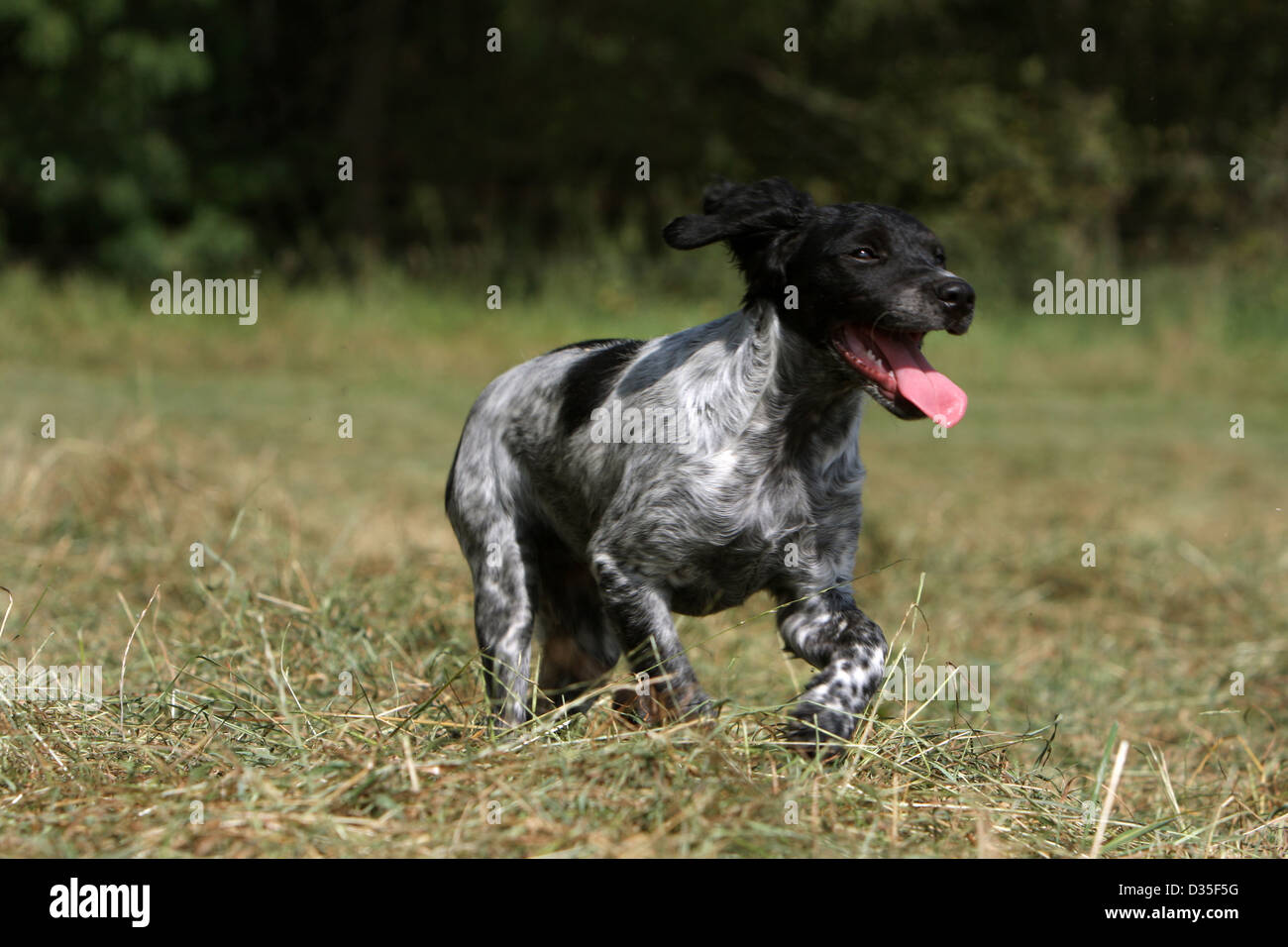 Dog Brittany Spaniel / Epagneul breton puppy Stock Photo - Alamy