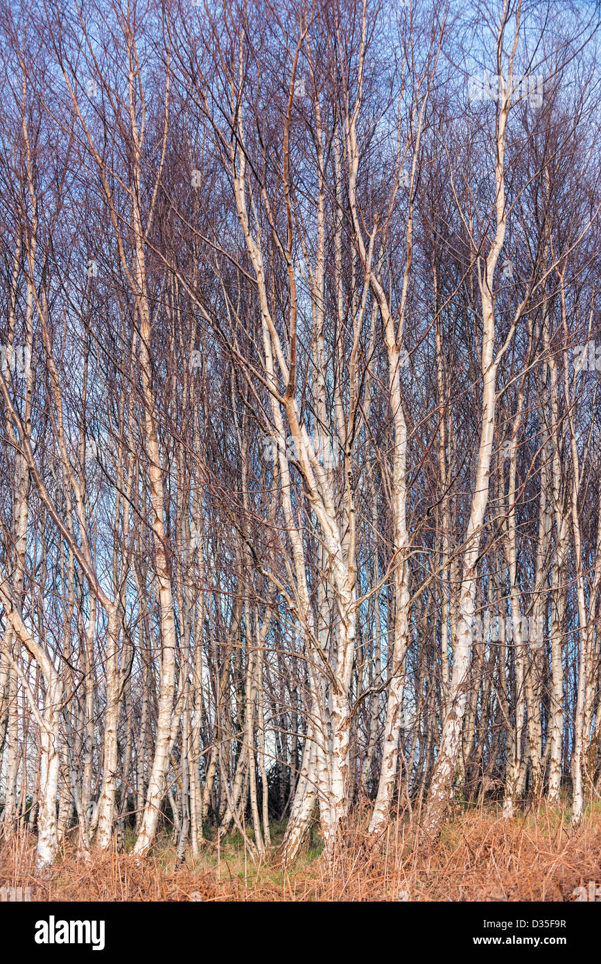 birch Betula  trees in heathland Stock Photo