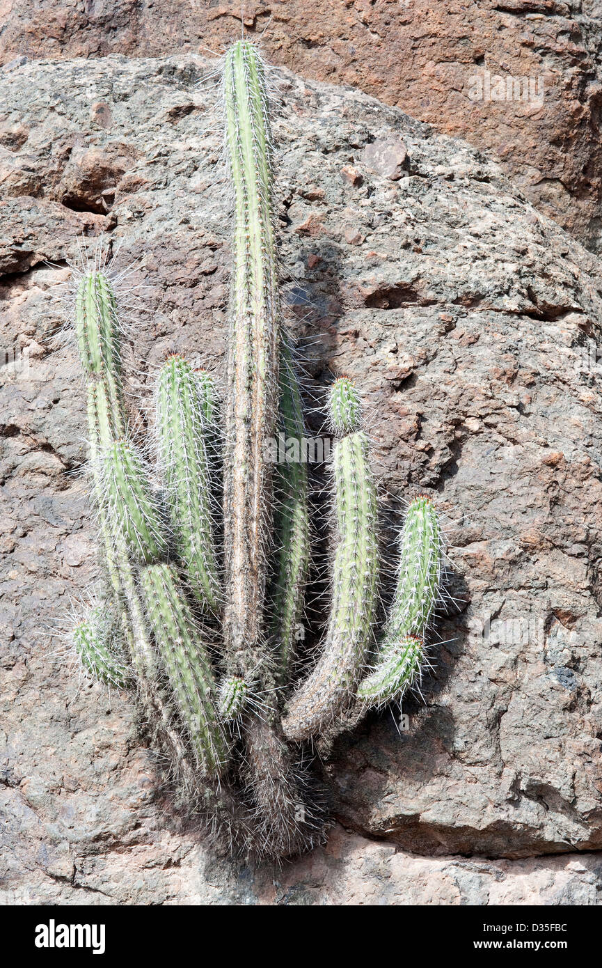 Over 20 var. cacti grow in Atacama desert Chile South America Stock Photo