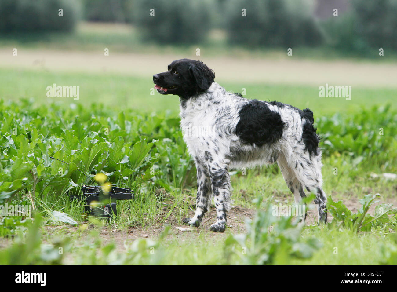 Brittany dog black store and white