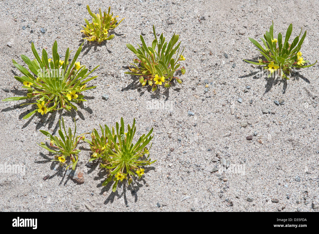 Violeta del Campo (Viola asterias) plants in flowers Road near Totoral Atacama desert Chile, South America Stock Photo