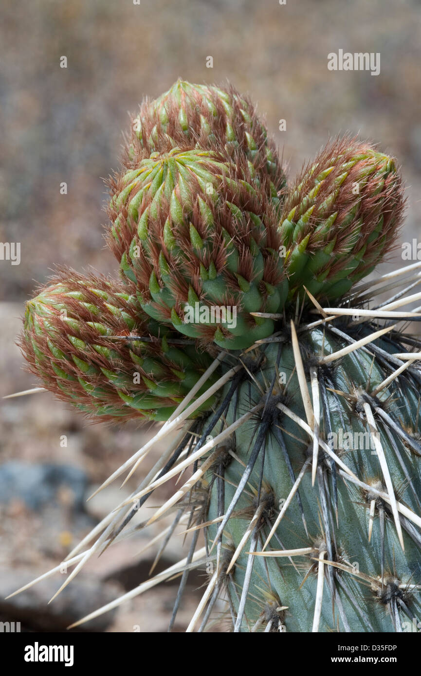 Cactus buds Atacama desert (III) Chile South America Stock Photo