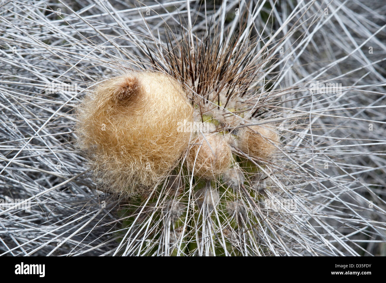 Copao cactus (Eulychnia breviflora) in bud 'desierto florido' Atacama (III) Chile South America September 2010 Stock Photo