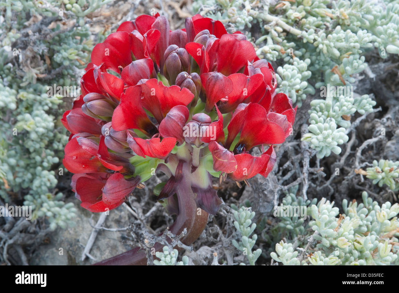 Garra de Leon or Lions Claw (Leontochir ovallei) flower near Totoral Atacama (III) Chile, South America Stock Photo