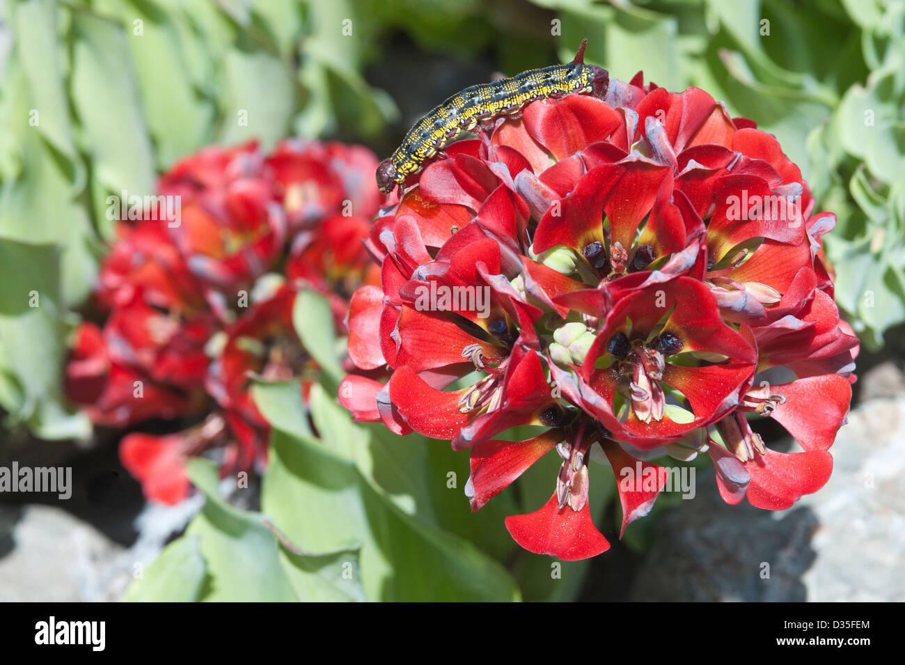 Garra de Leon or Lions Claw (Leontochir ovallei) flowers with caterpillar near Totoral Atacama (III) Chile, South America Stock Photo