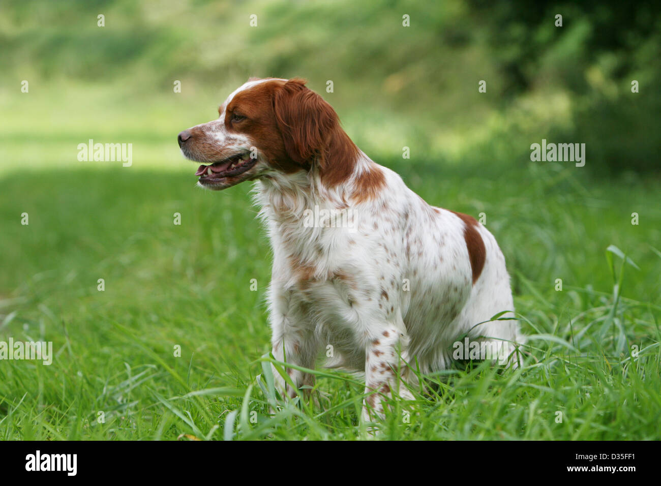 Dog Brittany Spaniel / Epagneul breton  adult standing in a meadow Stock Photo