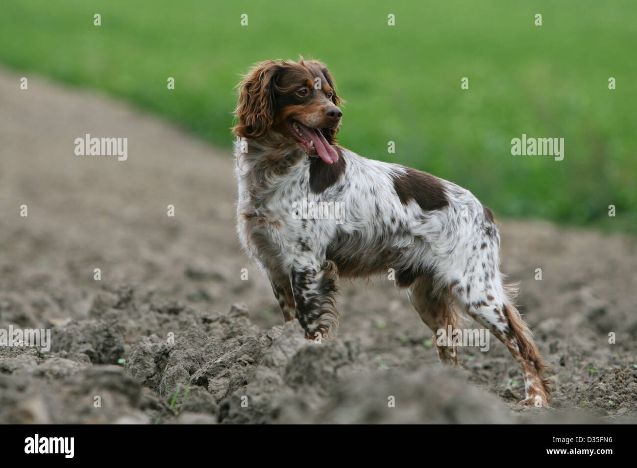 brittany spaniel tricolor puppy