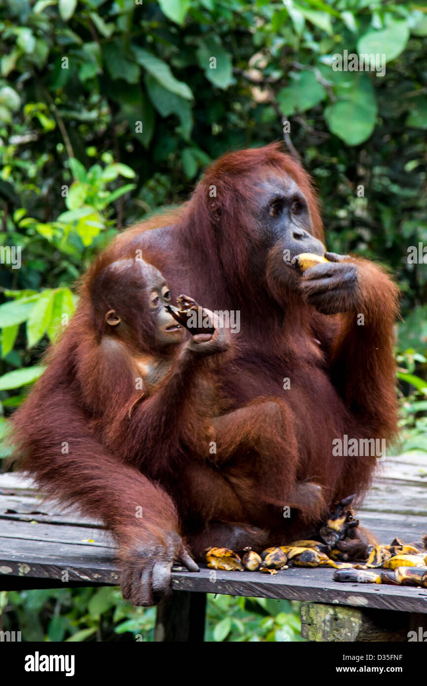 Orangutan borneo national park hi-res stock photography and images - Alamy