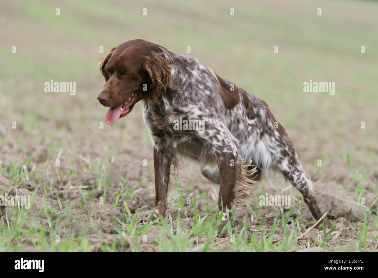 roan brittany spaniel