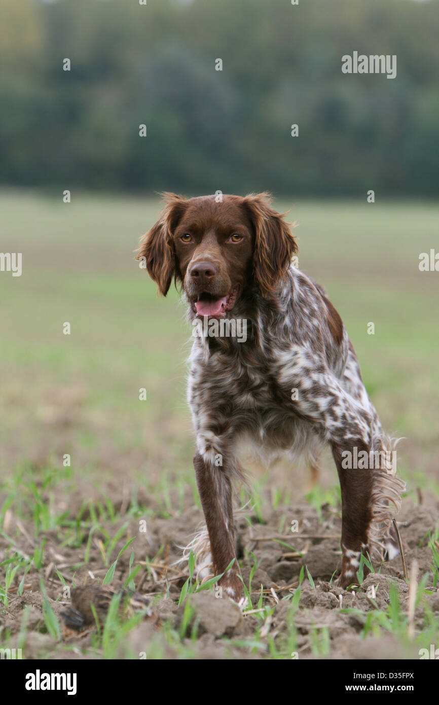 roan brittany spaniel