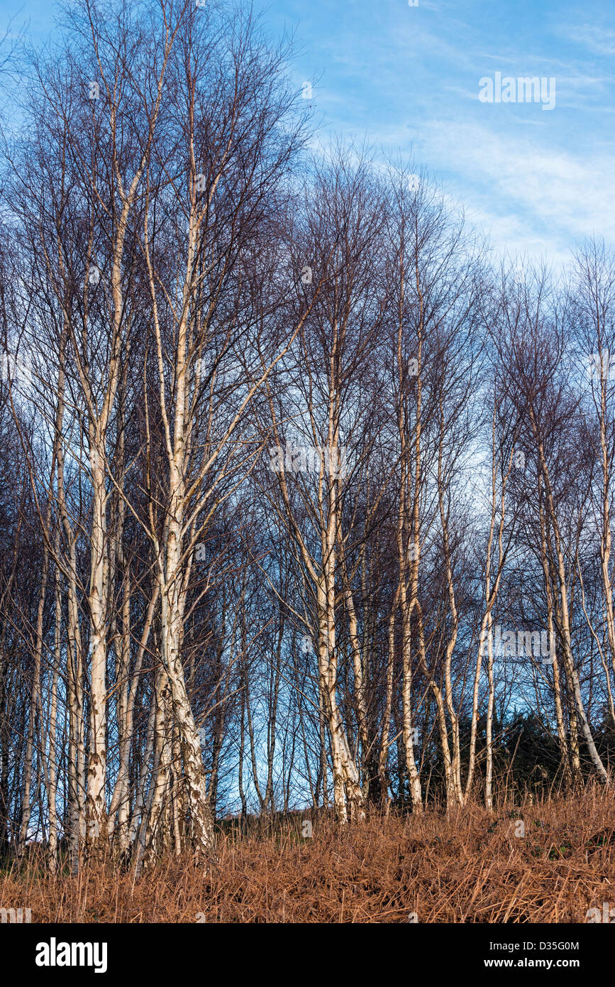 birch Betula  trees in heathland Stock Photo