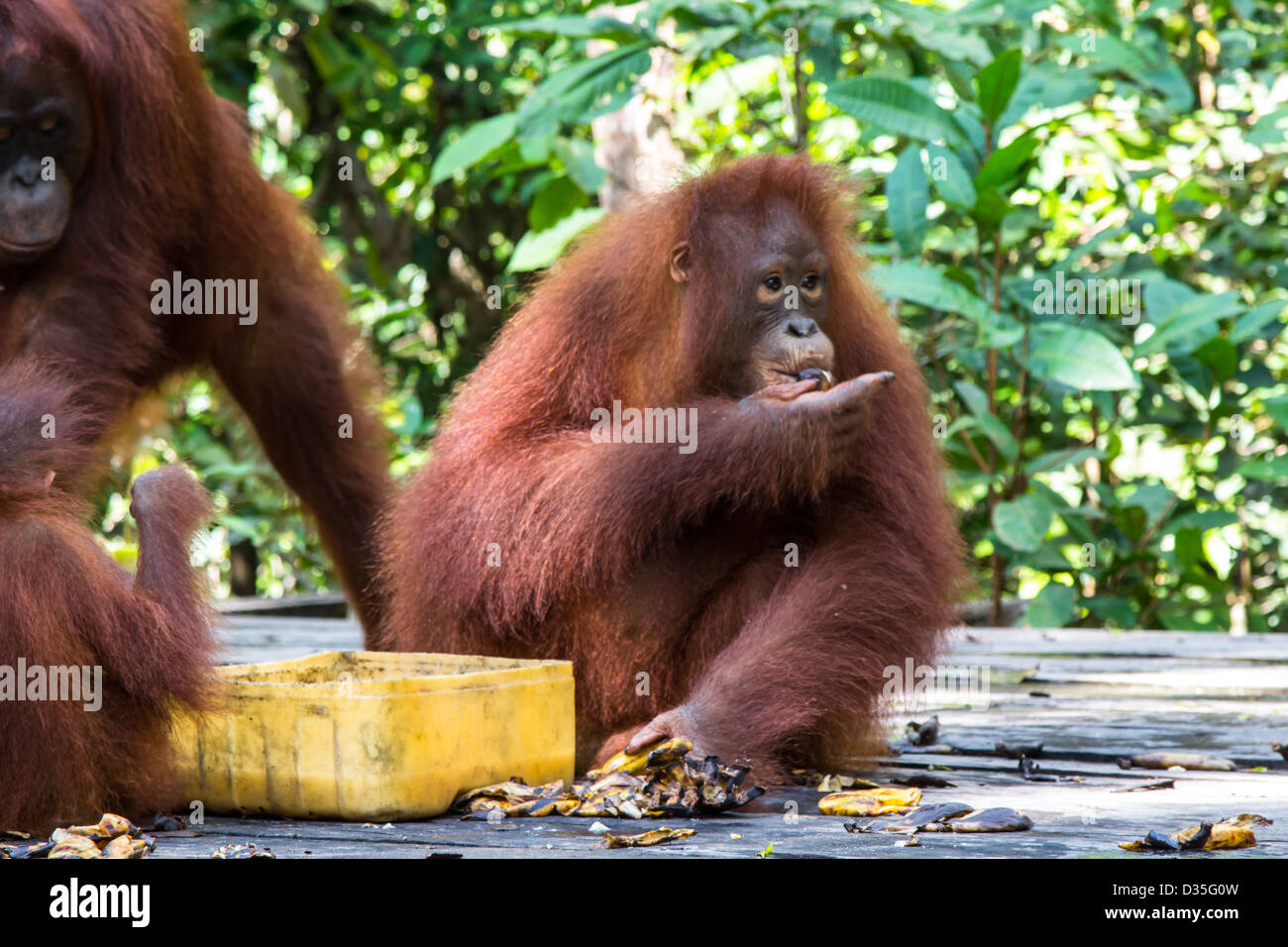 Orangutan borneo national park hi-res stock photography and images - Alamy